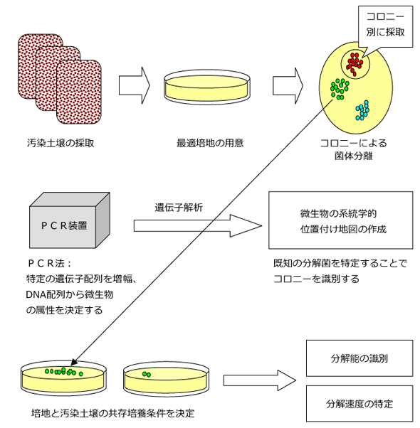 現位置微生物の特定